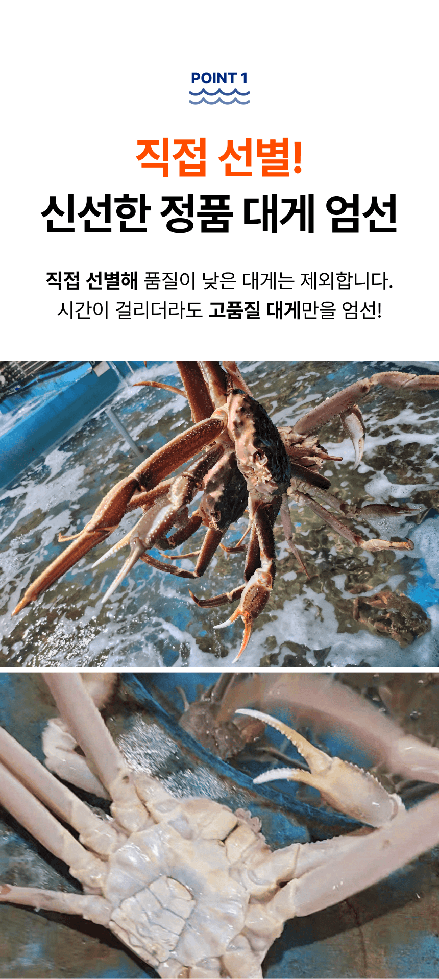 품질 포인트 1. 직접 선별해 품질이 낮은 대게를 제외하고 신선한 정품 대게를 엄선한다는 설명과 선별 현장 사진입니다.
